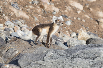 polar fox(Vulpes lagopus)
