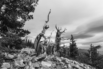 Ancient Bristlecone Pines at Great Basin National Park in Black and White