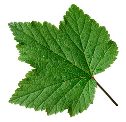 Fototapeta na wymiar Currant leaf on white background