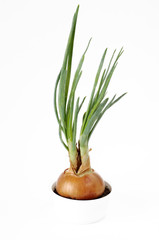 Sprouted onion on white background