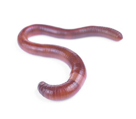 Earth worm isolated on white background