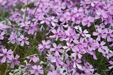 flowers from trentino