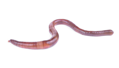 Earth worm isolated on white background