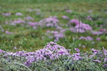 flowers from trentino