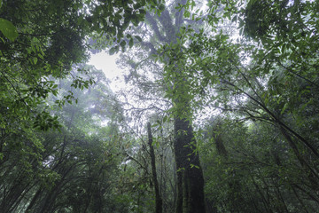 Naklejka premium The natural beautiful scenery of rain forest in northern Thailand.