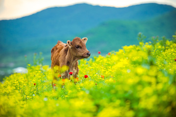 Calf © FornStudio