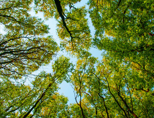 Fototapeta premium Tree against the sky