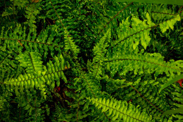 Naklejka na ściany i meble Fresh green fern leaves