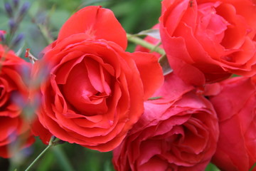 Bud of red rose