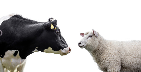  Cow and sheep on a white background - Powered by Adobe