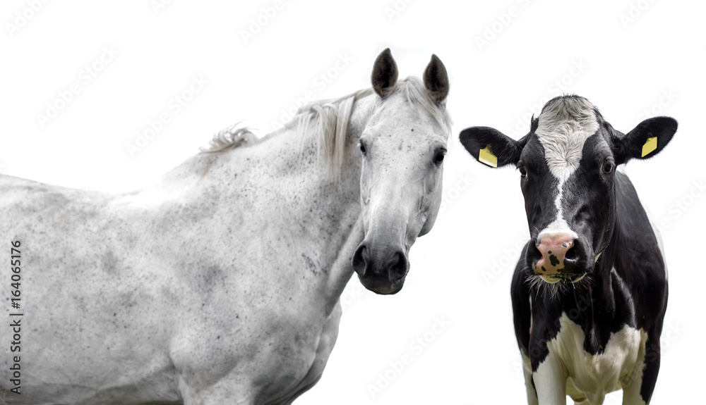 Wall mural horse and cow on a white background