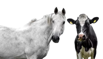 Foto op Aluminium  Horse and cow on a white background © Kunz Husum