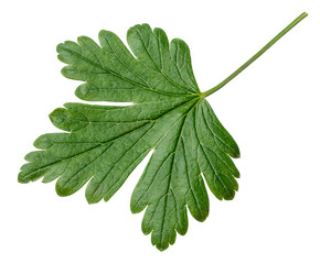 Leaf gooseberries on white background