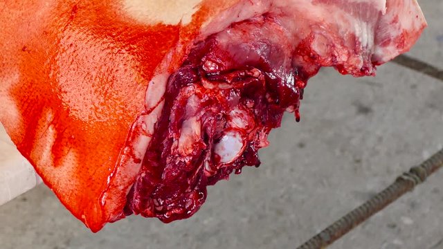 Blood drips from a severed fresh pork ham. Drops of blood fall from the hanging pieces of meat. Visible are fat, bone, layers of meat, pork skin