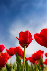 Red tulips against the blue sky in the nature