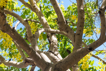 Cassia fistulos tree