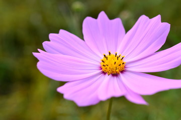 Fototapeta premium コスモスの季節