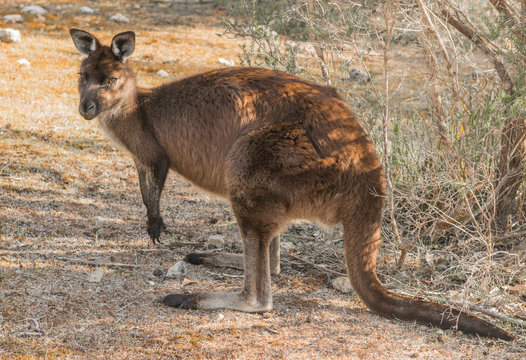 Kangaroo in the outback