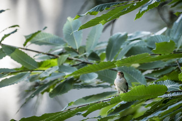 singing sparrow
