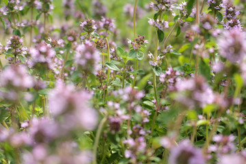 the flowers of thyme