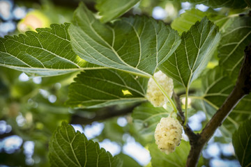 white mulberry