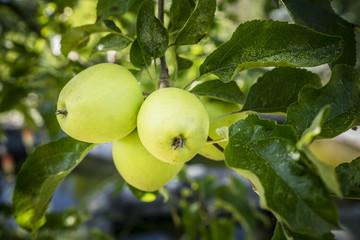 Green apples on tree