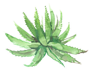 Single green succulent painted in watercolor on clean white background