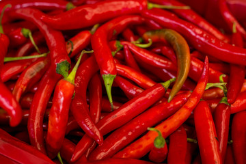 Pile of fresh red chilli peppers