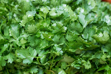 Fresh coriander leaves