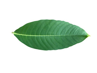 Green leave high angle view. white background isolated