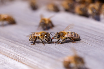 Wächterbienen (Apis Meliferra Carnica)