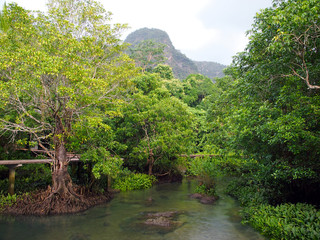 Fototapeta na wymiar mangrovenwald