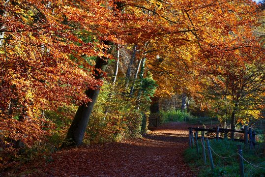 Beautiful red and yellow autumn path of Ermitage Arlesheim, Switzerland
