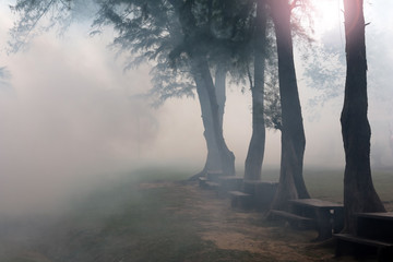 Trees with fog and smoke in the garden. 
