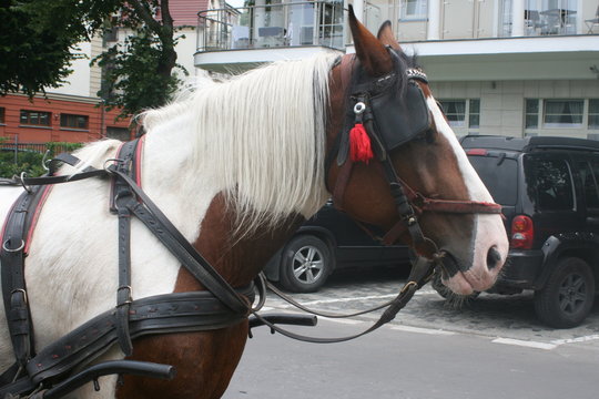 Pferdekopf
