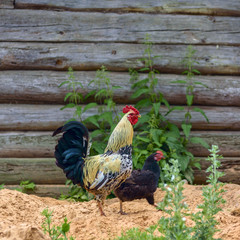 Beautiful cock walks in the village  