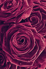 Beautiful rose background