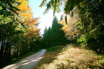 Fototapeta na wymiar Sunny autumn day in the forest.