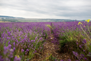 Naklejka na ściany i meble Lavender field in the summer in Crimea