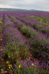 Fototapeta na wymiar Lavender field in the summer in Crimea