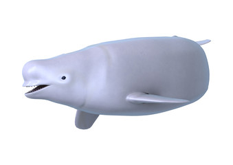 3D Rendering Beluga White Whale on White