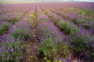 Obraz premium Lavender field in the summer in Crimea