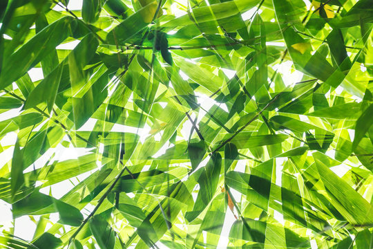 Fototapeta Green bamboo leaf pattern on white background