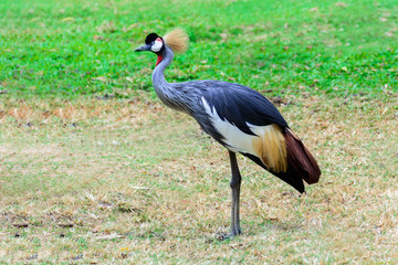 Grey crowned crane.
