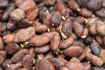 Cocoa seed sprouting background