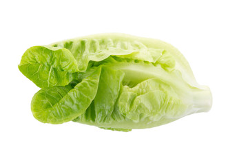 Fresh green cos lettuce Isolated on White Background