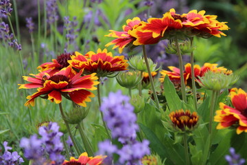 Summer flowers in the garden