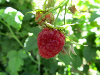 Branch of raspberry with berry macro