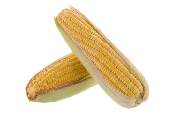 sweet corn on cobs kernels or grains of ripe corn isolated on white background