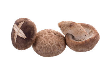 shiitake mushrooms isolated on the white background